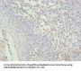 CYBC1 Antibody