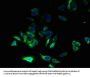 CYBC1 Antibody