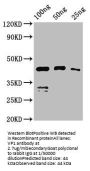 VP1 Antibody