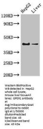 GPER1 Antibody