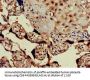 GPER1 Antibody