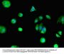 GPER1 Antibody