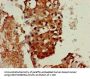 SERPINI1 Antibody