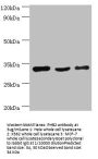 PHB2 Antibody