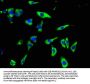 CSF3R Antibody