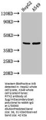 PITX2 Antibody