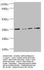 NAPG Antibody