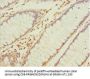 NAPG Antibody