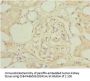 NAPG Antibody