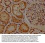 HIST1H2BL Antibody