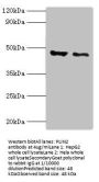 PLIN2 Antibody