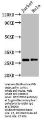 HSD17B10 Antibody