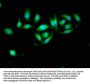 HSD17B10 Antibody