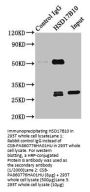 HSD17B10 Antibody