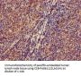ZKSCAN3 Antibody