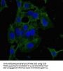 ZKSCAN3 Antibody