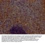 CHCHD5 Antibody
