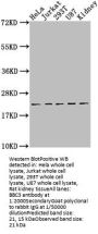 BBC3 Antibody