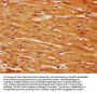 GLIS2 Antibody