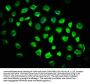 GLIS2 Antibody