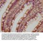 OSBPL7 Antibody