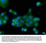 OSBPL7 Antibody