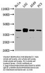 VN1R1 Antibody