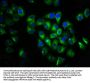 VN1R1 Antibody