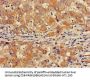 GABARAPL1 Antibody
