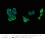 GABARAPL1 Antibody