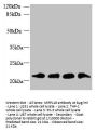 MRPL18 Antibody
