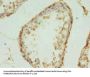MRPL18 Antibody