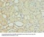 MRPL18 Antibody