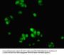 ATG10 Antibody