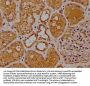 DUSP15 Antibody