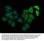 DUSP15 Antibody