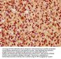 WDR13 Antibody