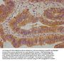 DPH5 Antibody