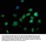 DPH5 Antibody