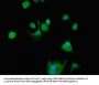 SRMS Antibody