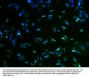 RIMS4 Antibody