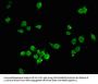 HMGB2 Antibody