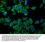 TMEM231 Antibody