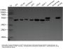 ZDHHC6 Antibody