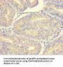 LMAN1L Antibody