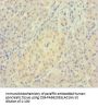 LMAN1L Antibody