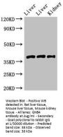 GNB4 Antibody