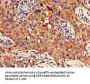 GNB4 Antibody