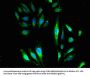 GNB4 Antibody