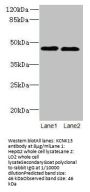 KCNK13 Antibody